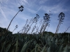 Plants on The Agave Trail