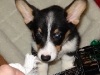 Puppy Bailey
