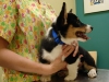 Bailey's First Vet Visit