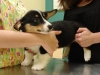 Bailey's First Vet Visit