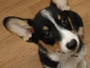 Oh Hai!