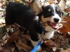 I Gotz Da stick!