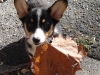 The Leaf Is Bigger Than Him