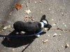 Walking