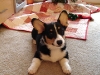 Bailey's First Christmas