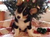 Bailey's First Christmas