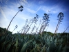 Plants Flourish on Alcatraz