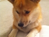 Jaime and Jillian's Corgi Koah