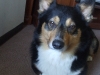 Jennifer's Corgi Ruffles