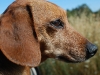 Kristina's Dog Basil