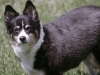 Laura's Dog Rocky
