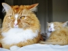 Lindsays Cats Ben and Bella
