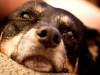 Mara's Dog Raven