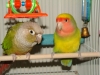 Maria's Birds Little Guy and Lucky
