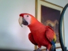 Marie's Scarlet Macaw