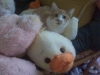 Terra's Cat