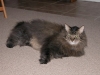 Terra's Paco