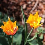 IMG_9590.jpg