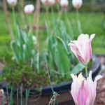IMG_0312.jpg