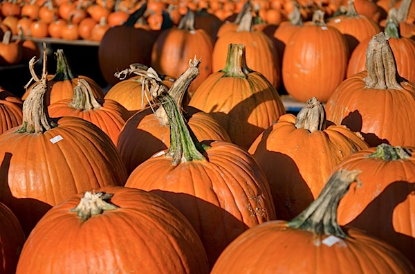 Pumpkins-7327.jpg