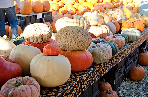 Pumpkins-7333.jpg