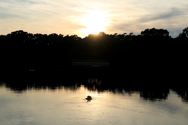 Kiawah Island Trip 2015 Day 3 {Gators, Pool Treats, and Sunset}