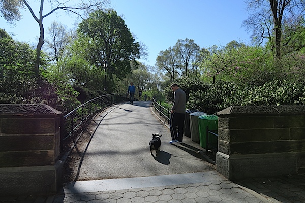 Bailey Goes to Central Park