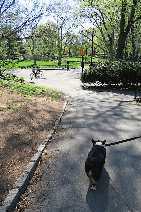 Bailey Goes to Central Park