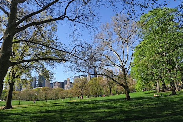 Bailey Goes to Central Park