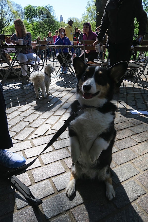 Bailey Goes to Central Park