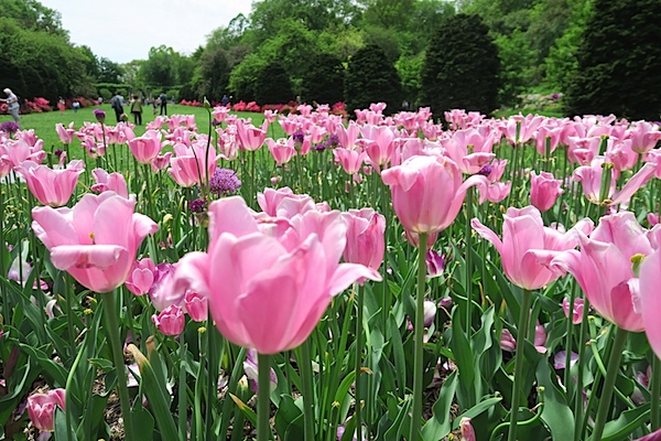 Brooklyn Botanic Garden