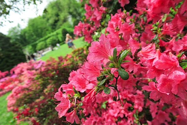 Brooklyn Botanic Garden