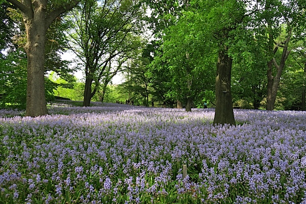 Brooklyn Botanic Garden