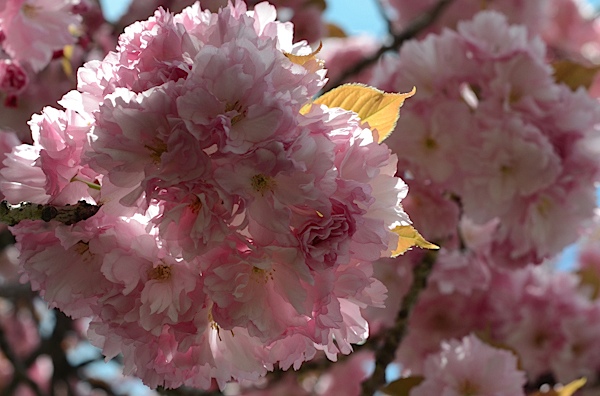 Brooklyn Botanic Garden Cherry Blossom Season 2017