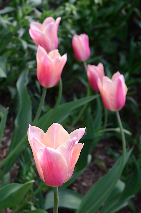 Brooklyn Botanic Garden Cherry Blossom Season 2017