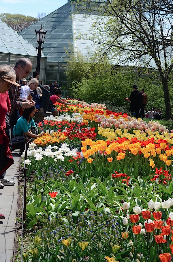 Brooklyn Botanic Garden Cherry Blossom Season 2017