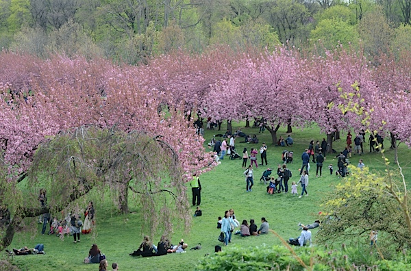 Brooklyn Botanic Garden Cherry Blossom Season 2017