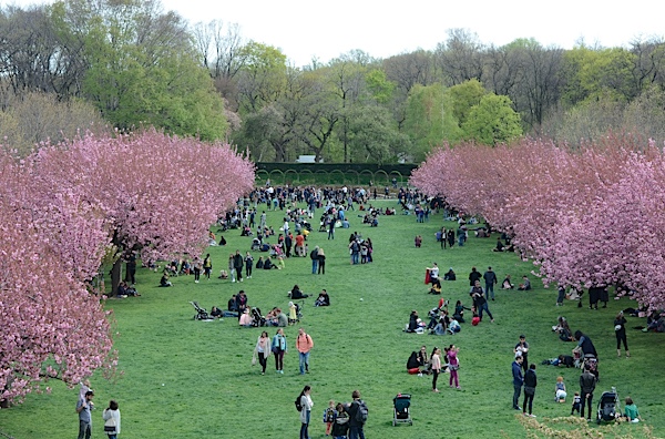 Brooklyn Botanic Garden Cherry Blossom Season 2017