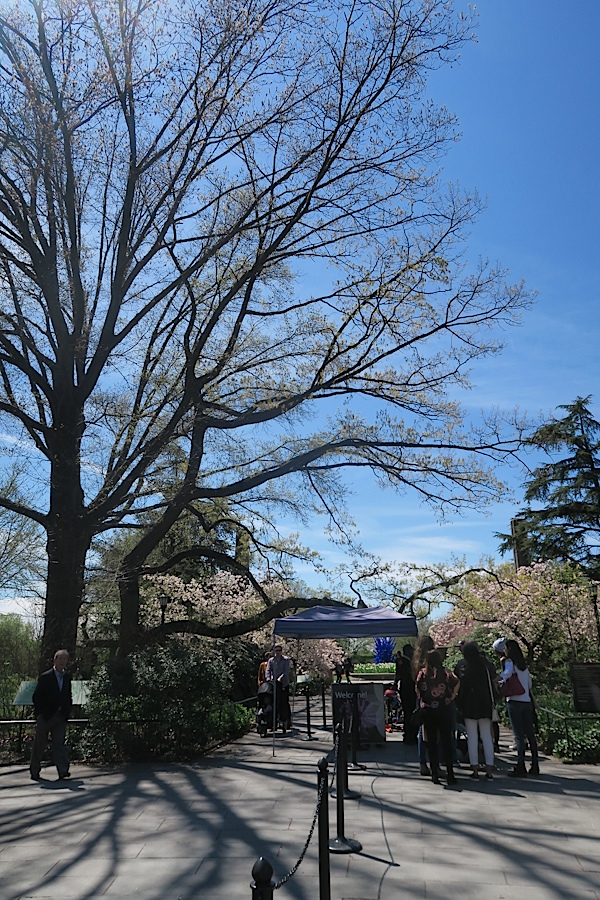 Brooklyn Botanic Garden Cherry Blossom Season 2017