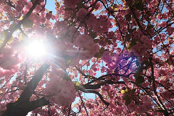 Brooklyn Botanic Garden Cherry Blossom Season 2017