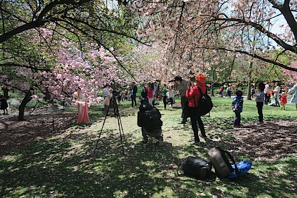 Brooklyn Botanic Garden Cherry Blossom Season 2017