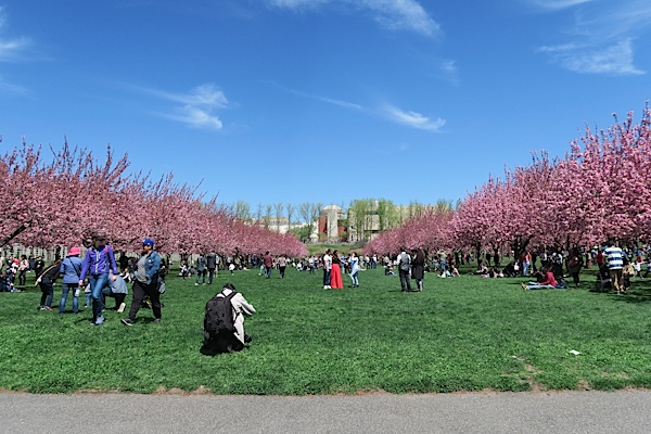 Brooklyn Botanic Garden Cherry Blossom Season 2017