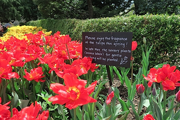 Brooklyn Botanic Garden Cherry Blossom Season 2017