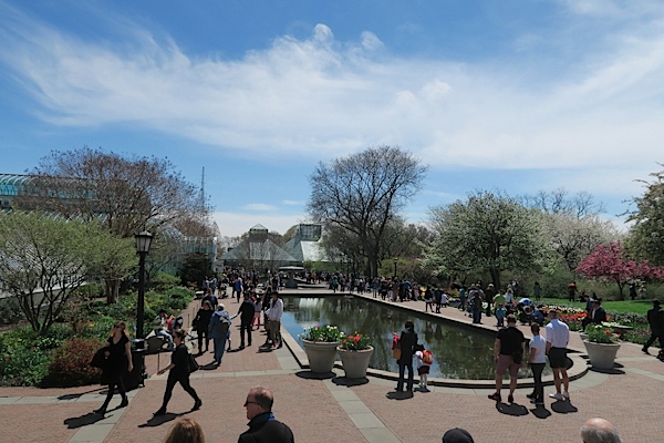 Brooklyn Botanic Garden Cherry Blossom Season 2017