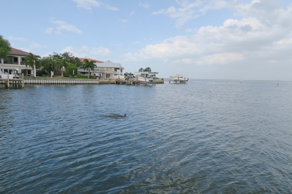 Sisters in Tampa: Day 2 (Biking on Davis Island and Dolphin Cruise)