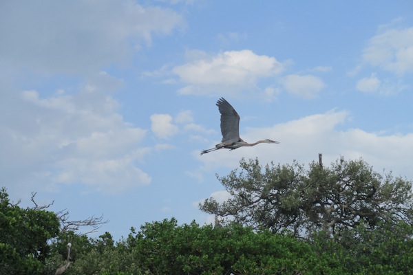 Sisters in Tampa: Day 2 (Biking on Davis Island and Dolphin Cruise)