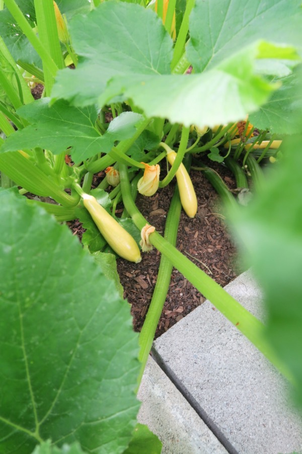 Quick Summer Squash Sauté Recipe