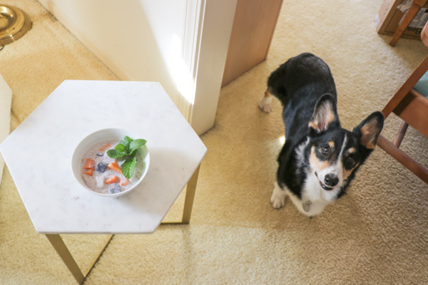 My photography assistant, Bailey the corgi, helps me take photos of Ginataang - a delicious Filipino dessert/snack recipe