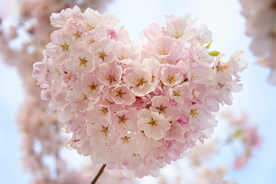 flowers in the shape of a heart